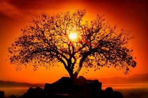 Gratitude-Tree-of-Life