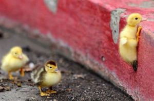duckling-curb-image